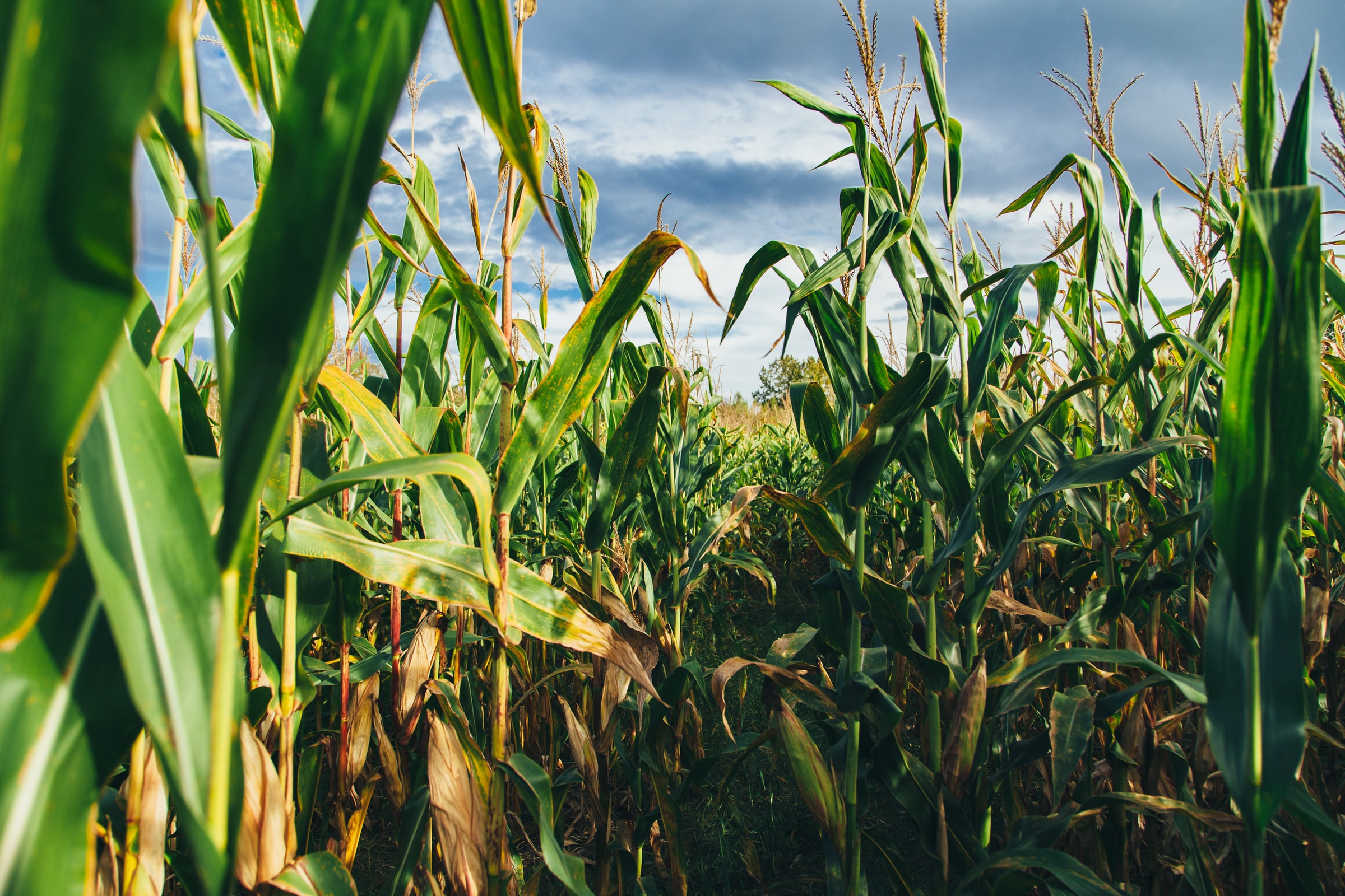 Agriculture and Food Research Initiative - Foundational and Applied Science Program